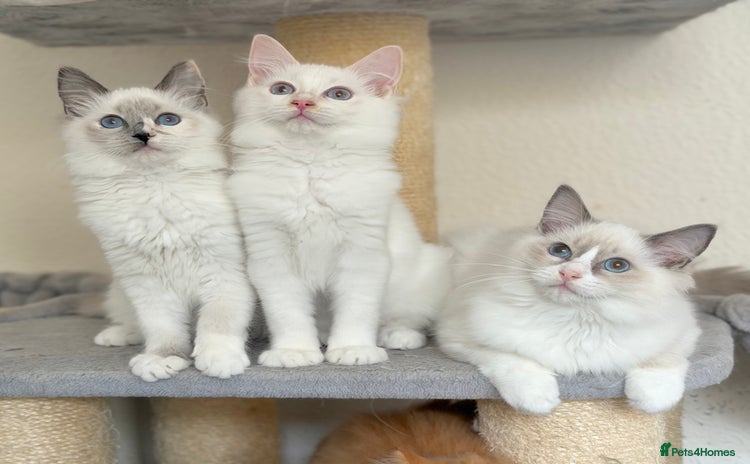 Ragdoll cats - Advert 3