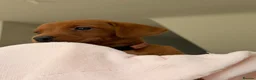Labrador Retriever dogs for sale: Dark Fox Red Labrador Puppies – Exceptional Lines - Advert 13