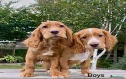 Cocker Spaniel dogs for sale: Red Cocker Spaniel Puppies Ready Now - Image 2