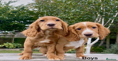 Cocker Spaniel dogs - Advert 2