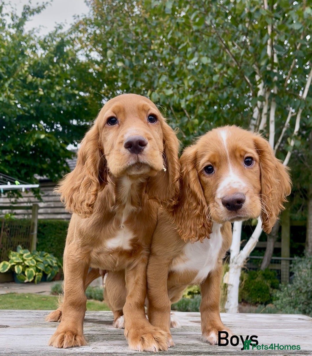 Cocker Spaniel dogs for sale: Red Cocker Spaniel Puppies Ready Now - Image 2