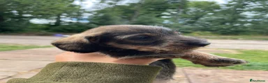 Dachshund 5