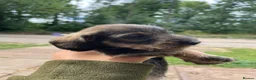 Dachshund dogs for sale: 3 beautiful boy wired haired sausages  - Advert 28