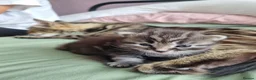 Mixed Breed cats for sale: Beautiful fluffy tabby X ragdoll boy - Advert 3