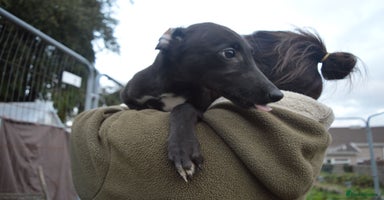 Greyhound dogs - Advert 2