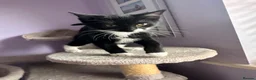 Ragdoll cats for sale: Beautiful Black & White Ragdoll Mix female Kitten - Advert 10