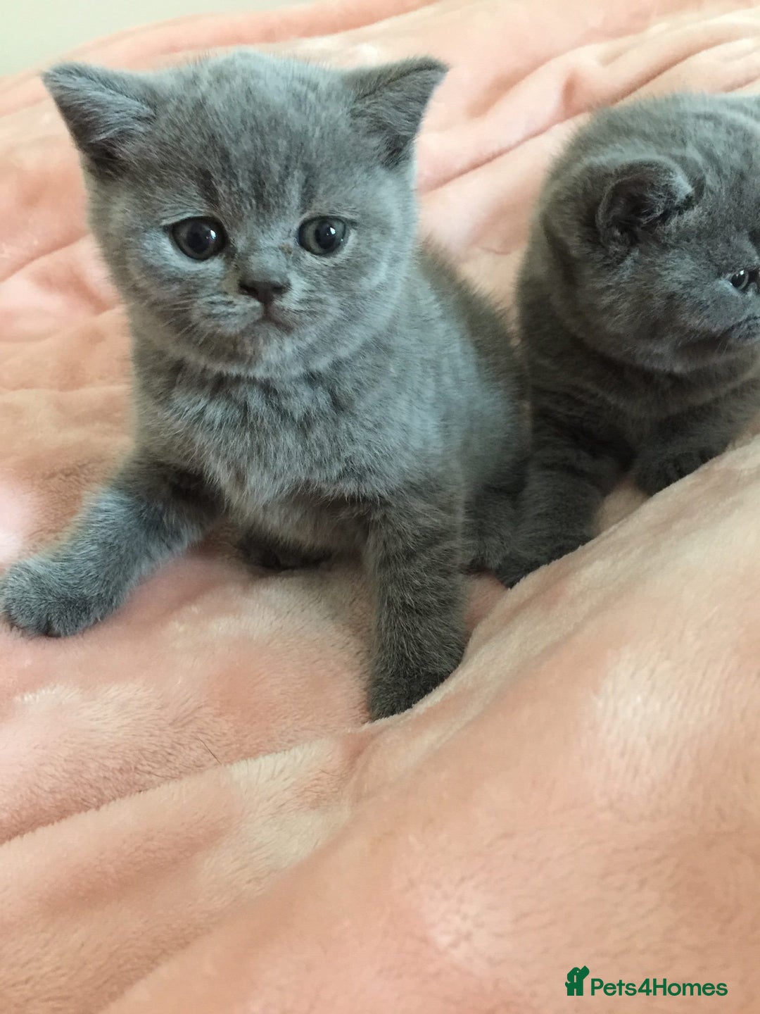British Shorthair cats for sale: GCCF British Shorthair Pedigree Kittens - London  - Image 7