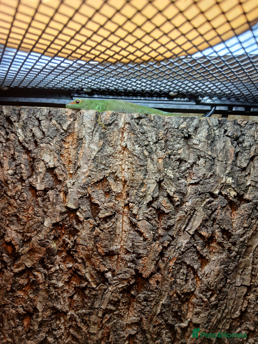 Gecko reptiles for sale: Giant day gecko  - Advert 5