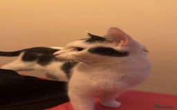 British Shorthair cats for sale: Black and White Cat - Image 1