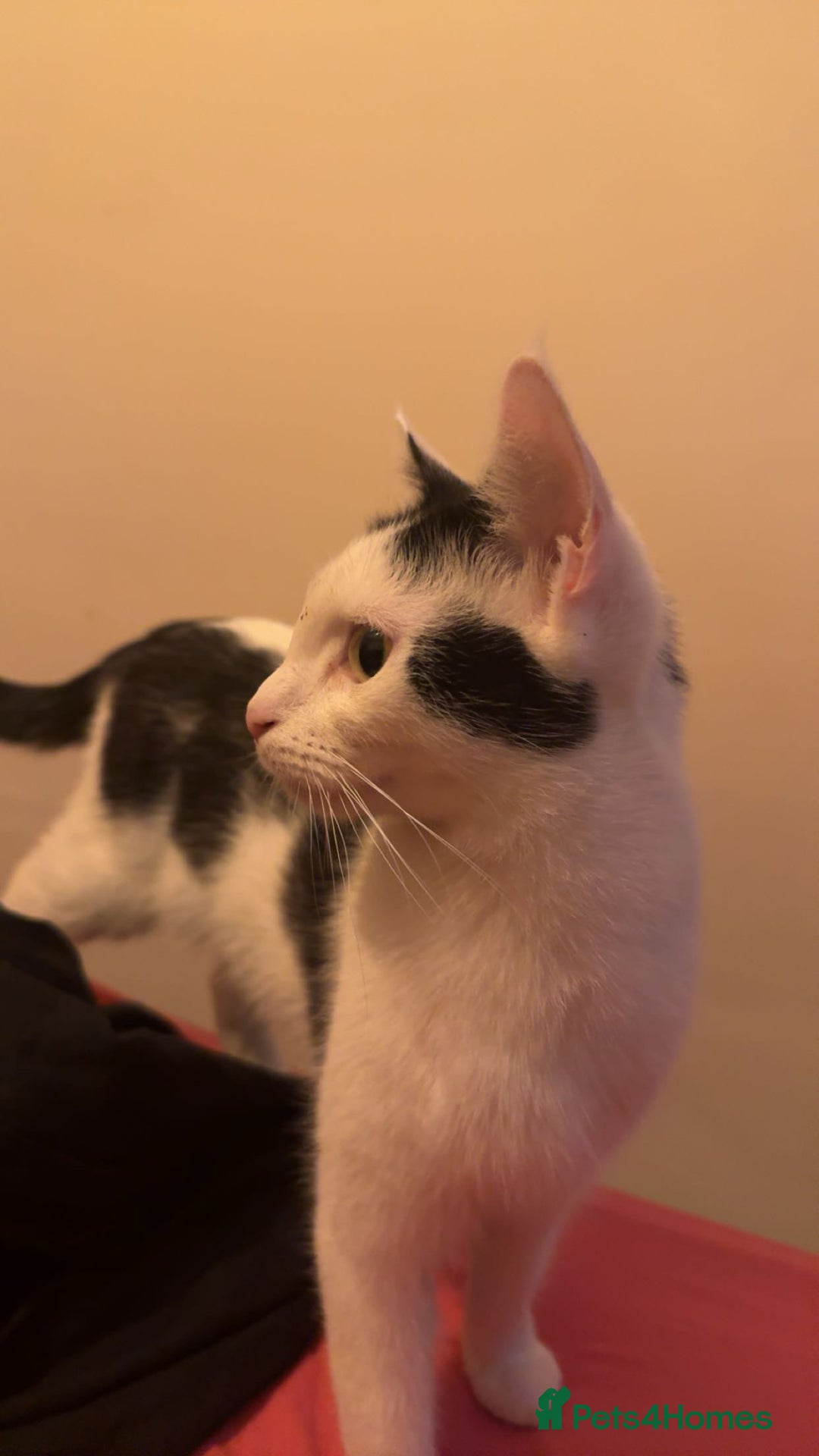 British Shorthair cats for sale: Black and White Cat - Image 1
