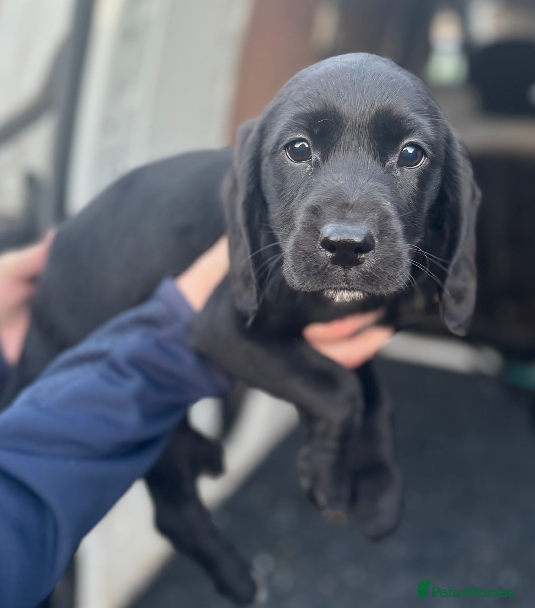 Cockerdor dogs for sale: Beautiful Cockerdor Puppies for Sale 🩷🩵 9 WEEKS - Advert 9