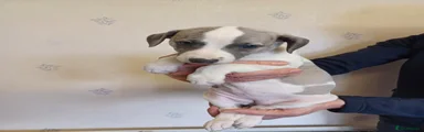 Whippet 2