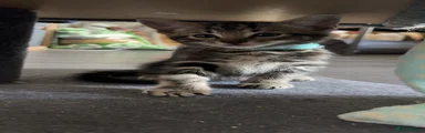 Kitten 1