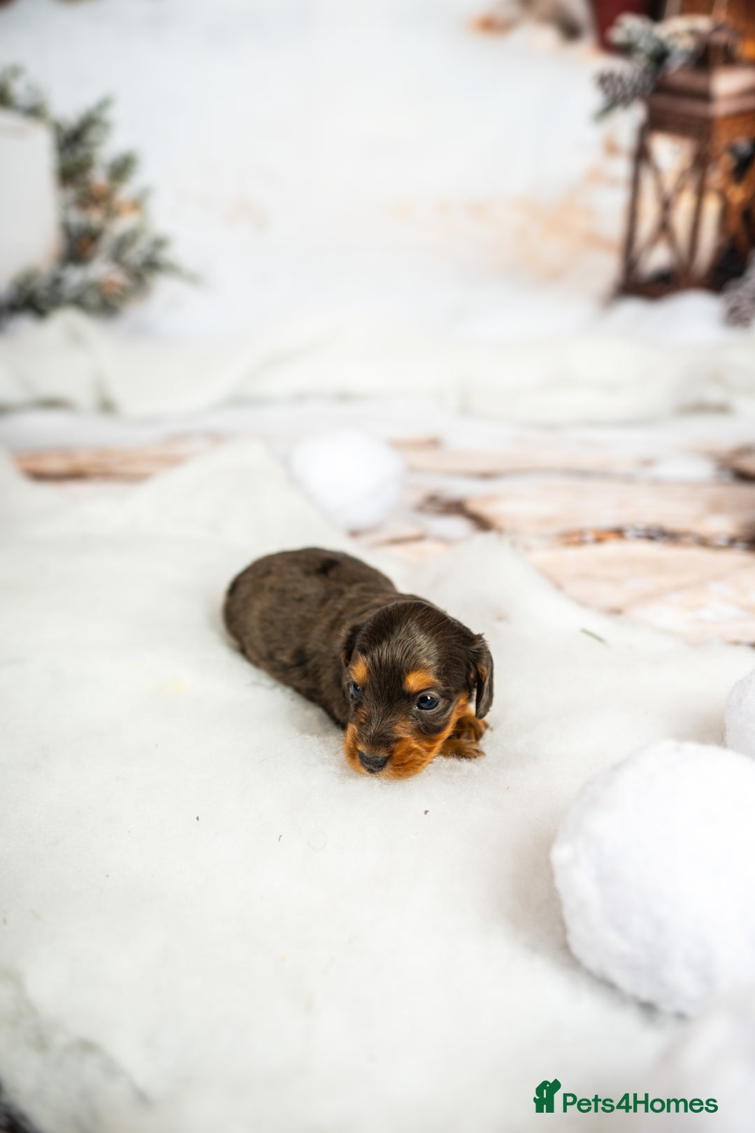 Miniature Dachshund dogs for sale: 6 KC miniature dashound puppies  - Advert 23