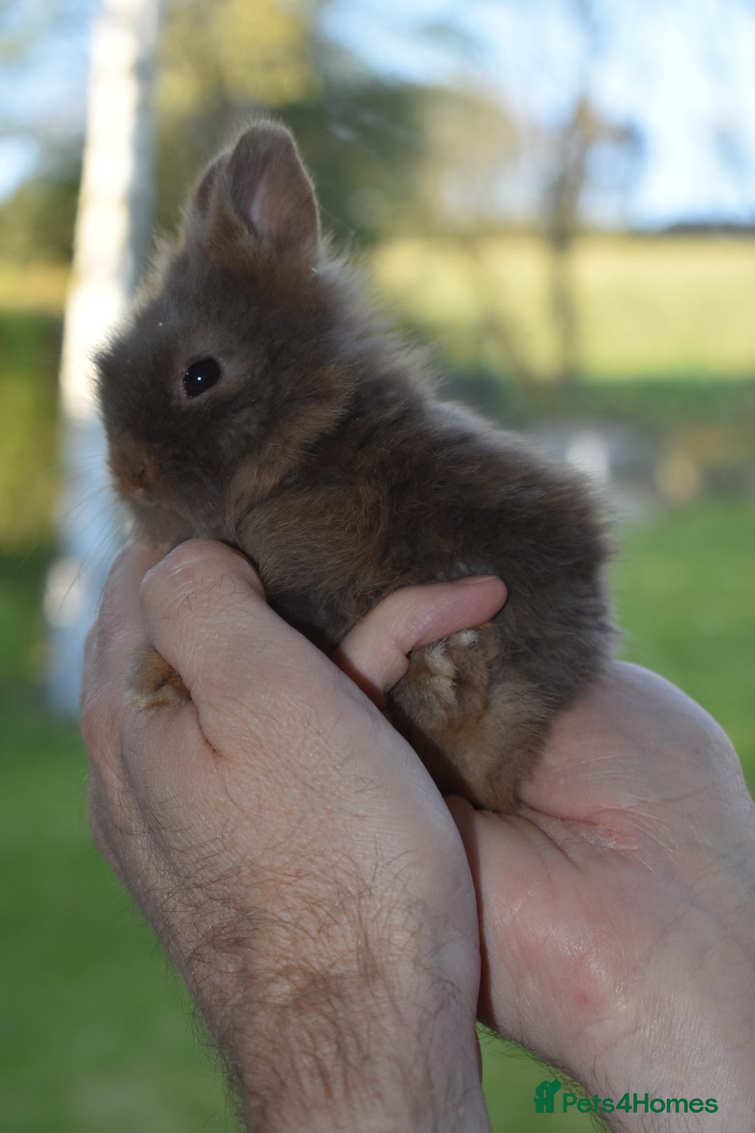 Lionhead rabbits 🐰 Adorable Lionhead Bunnies for Sale 🐰 - Advert 17