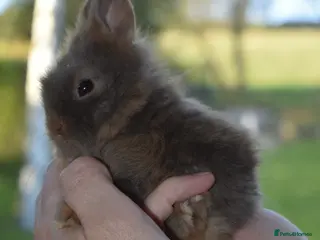 Lionhead rabbits 🐰 Adorable Lionhead Bunnies for Sale 🐰 - Advert 17