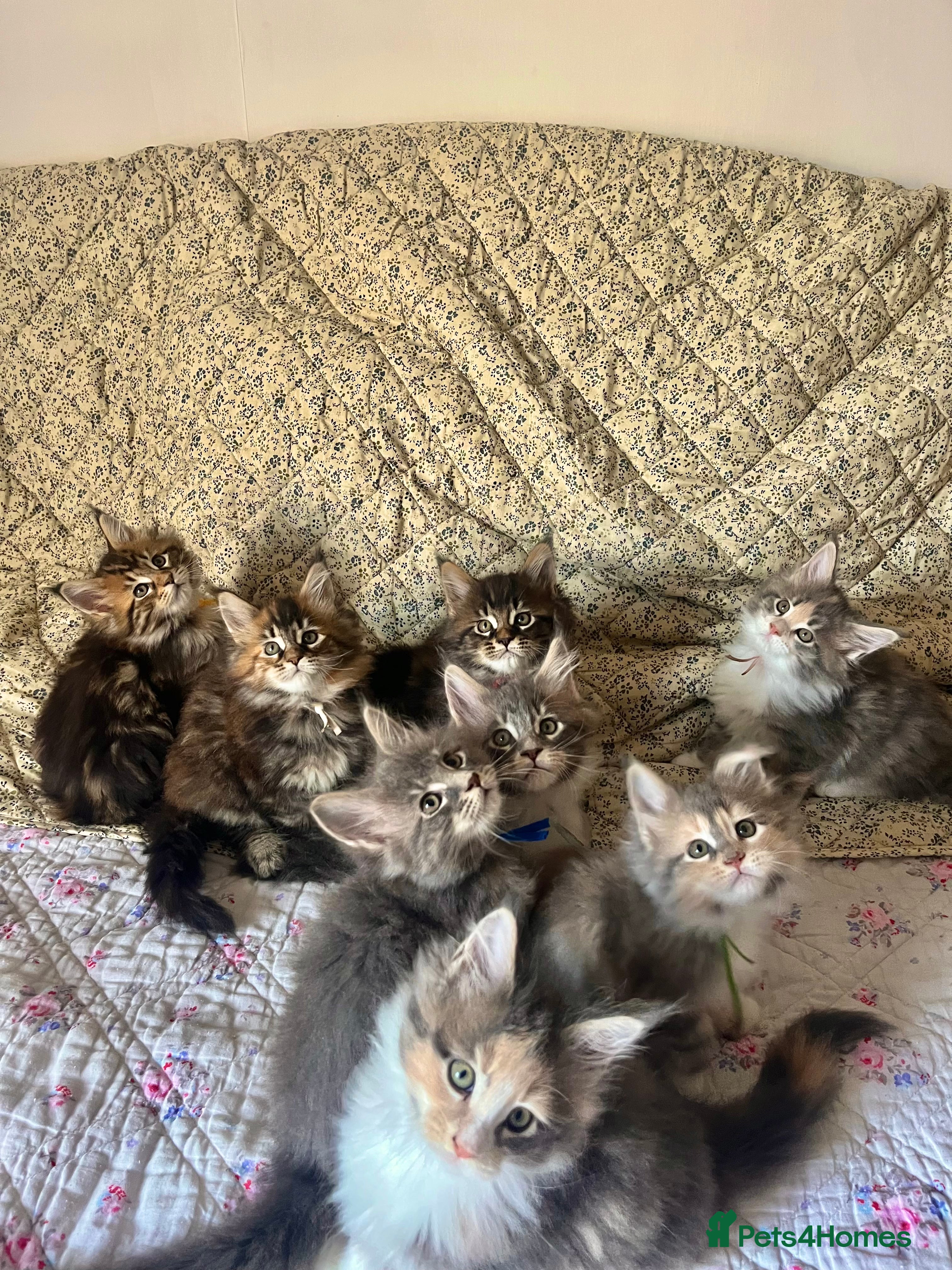 Maine Coon cats Full Maine Coon Kittens Ready Now - Advert 8