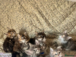 Maine Coon cats - Advert 28