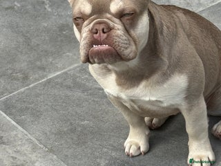 French Bulldog dogs French bull dog - Advert 11