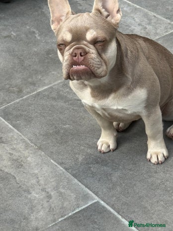 French Bulldog dogs French bull dog - Advert 11