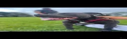 Staffordshire Bull Terrier dogs for sale: Staffordshire bull terrier  in Swansea - Advert 2