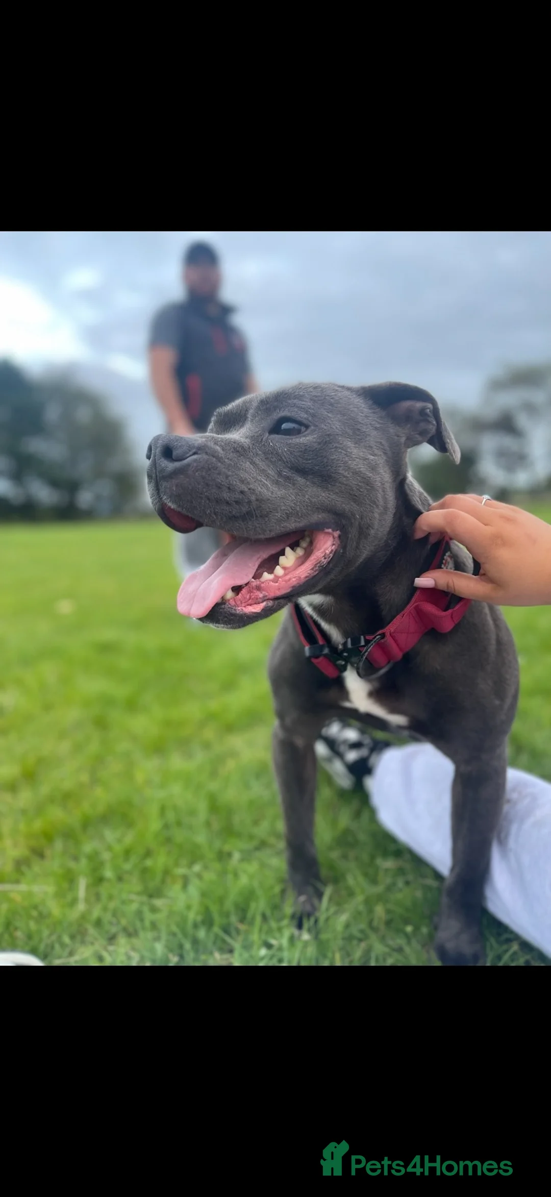 Staffordshire Bull Terrier dogs for sale: Staffordshire bull terrier  in Swansea - Advert 2
