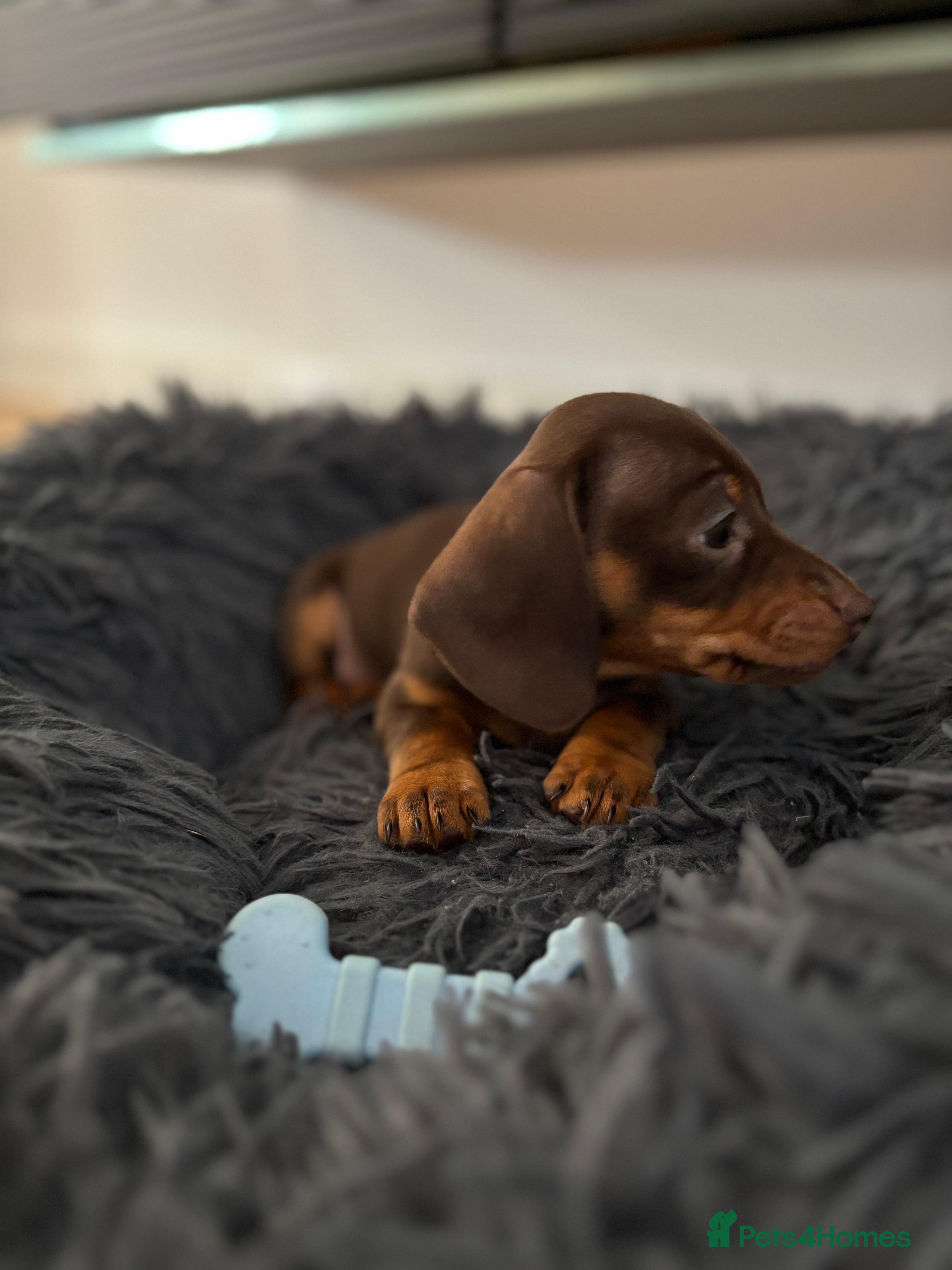Miniature Dachshund dogs Beautiful miniature dachshund puppies  - Advert 17