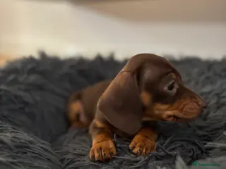 Miniature Dachshund dogs Beautiful miniature dachshund puppies - Advert 17
