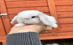 Mini Lop rabbits for sale: Mini lop rabbits  - Image 2