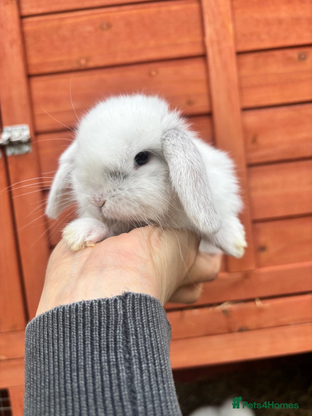 Mini Lop rabbits for sale: Mini lop rabbits  - Image 2