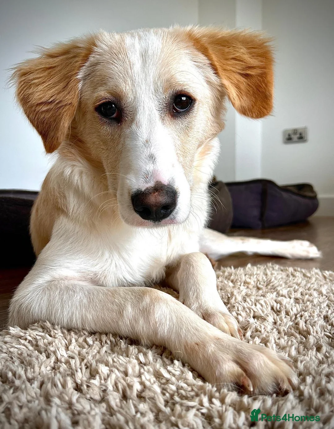 Mixed Breed dogs for adoption: Sweet Little OLAF – Hit and Run 😡 - Advert 2
