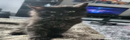 Maine Coon cats for sale: Maine Coon Kittens - Advert 6