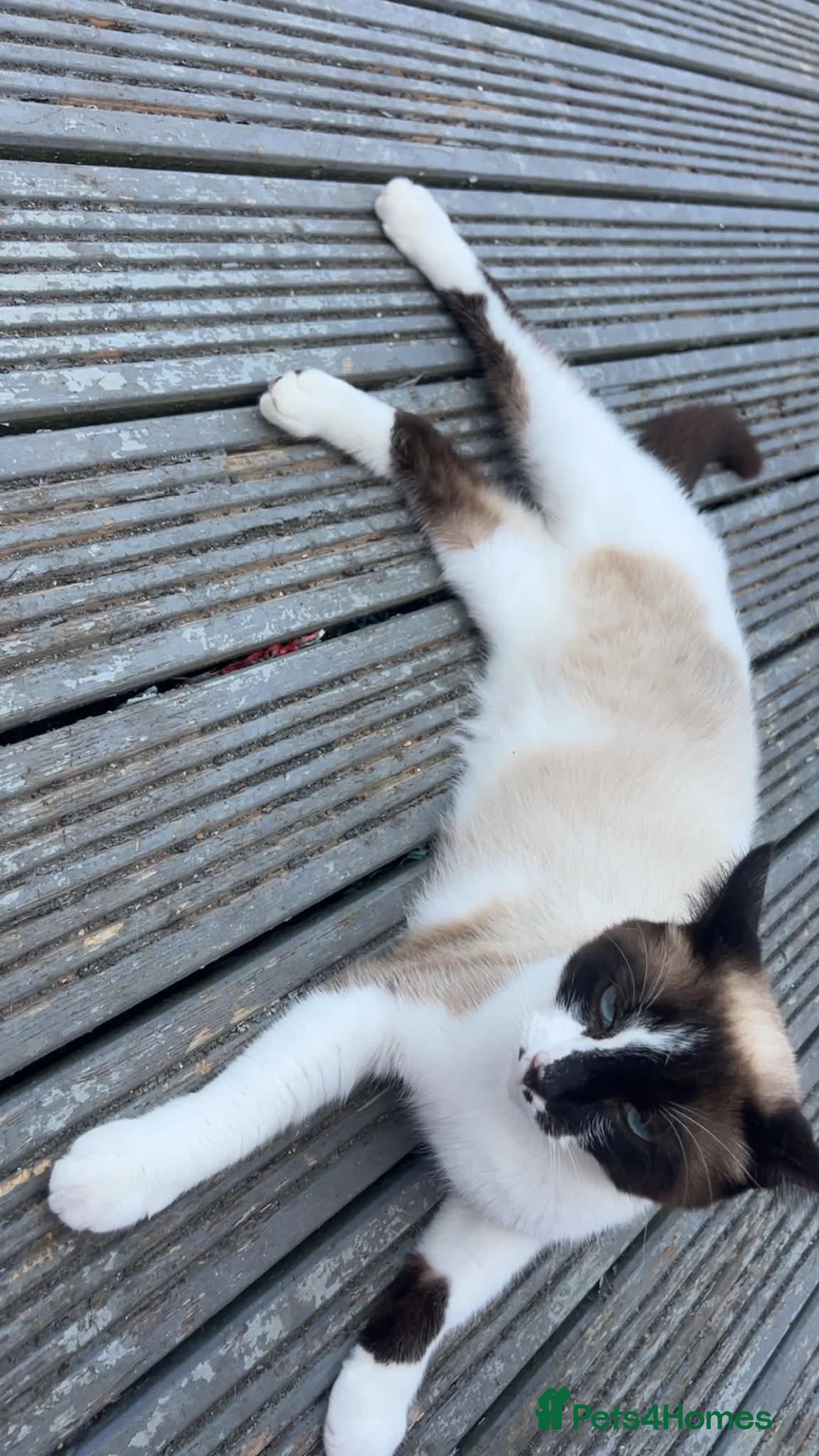 Mixed Breed cats for sale: All kittens 100£ fluffy boy 200£ - Advert 18