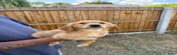 Golden Retriever dogs for sale: Beautiful Red golden retriever puppies - Advert 8