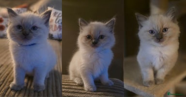 Ragdoll cats - Advert 15