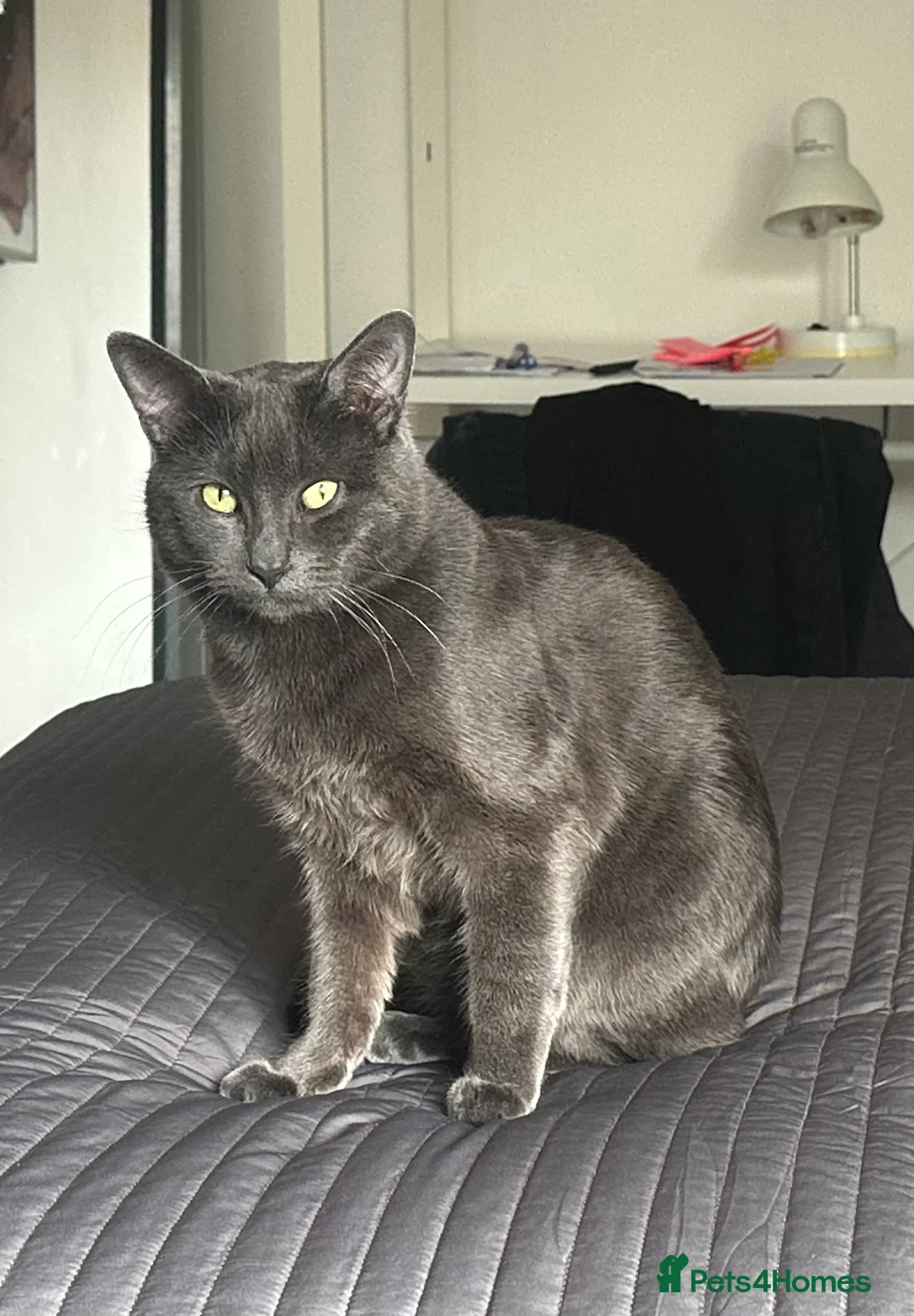 Chartreux cats for stud: Handsome BSH mix for Stud  in London - Advert 7