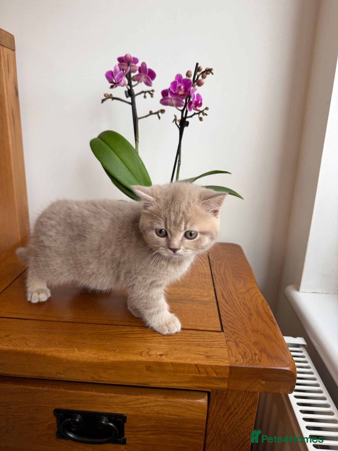 British Shorthair cats BSH kittens 💝 5 🌟🌟🌟🌟🌟 - Advert 9