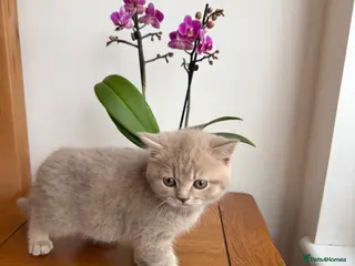 British Shorthair cats BSH kittens 💝 5 🌟🌟🌟🌟🌟 - Advert 9