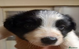 Border Collie dogs for sale: Border Collies for sale - Image 35