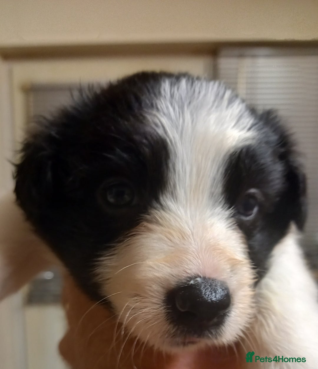 Border Collie dogs for sale: Border Collies for sale - Image 35