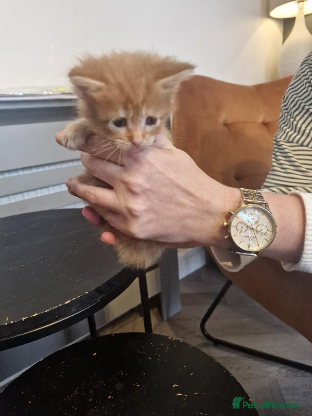 Maine Coon cats for sale: Stunning Maine Coon Kittens  - Image 10
