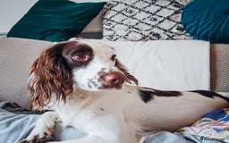 English Springer Spaniel dogs for sale: Forrest, 1.5yr old male ESS - Image 15
