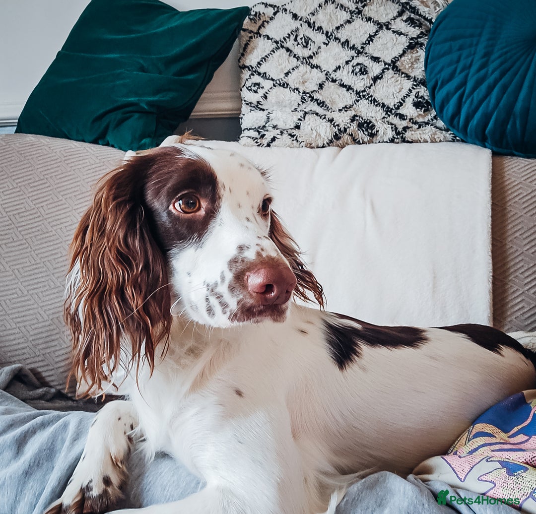 English Springer Spaniel dogs for sale: Forrest, 1.5yr old male ESS - Image 15