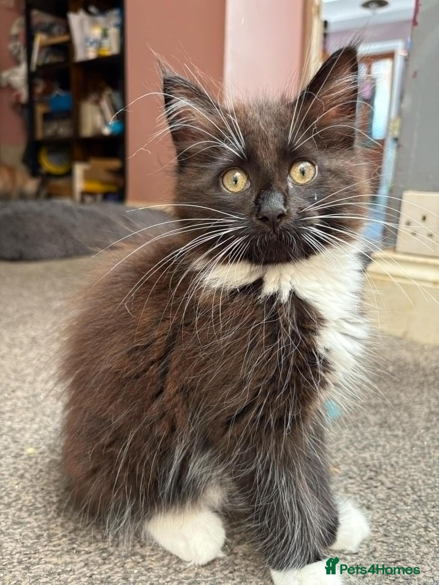 Maine Coon cats Stunning Maine Coon Kittens - Advert 2