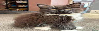 Maine Coon 3