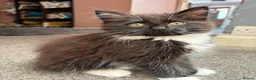 Maine Coon cats for sale: Stunning Maine Coon Kittens - Advert 2