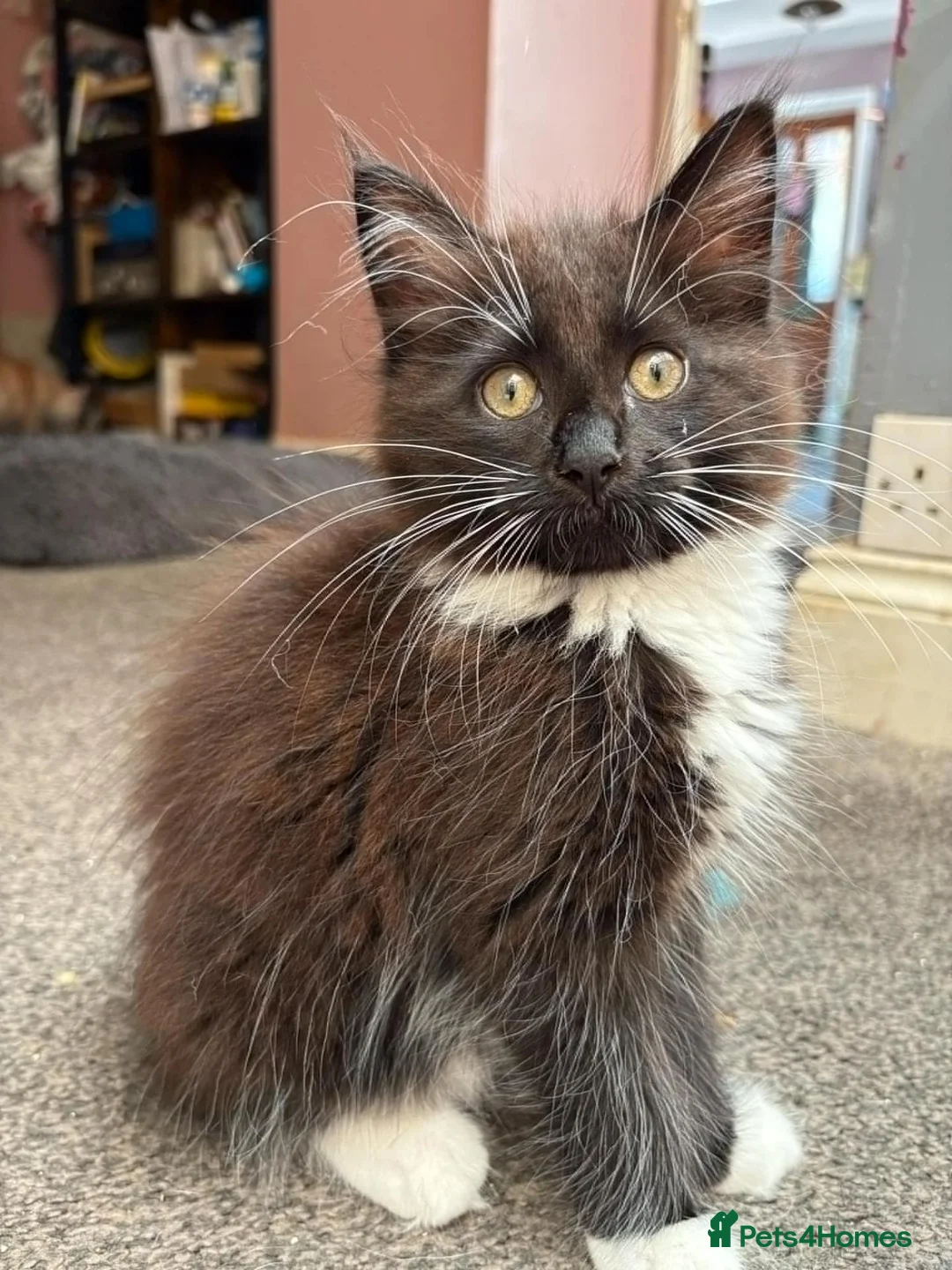 Maine Coon cats for sale: Stunning Maine Coon Kittens - Advert 2