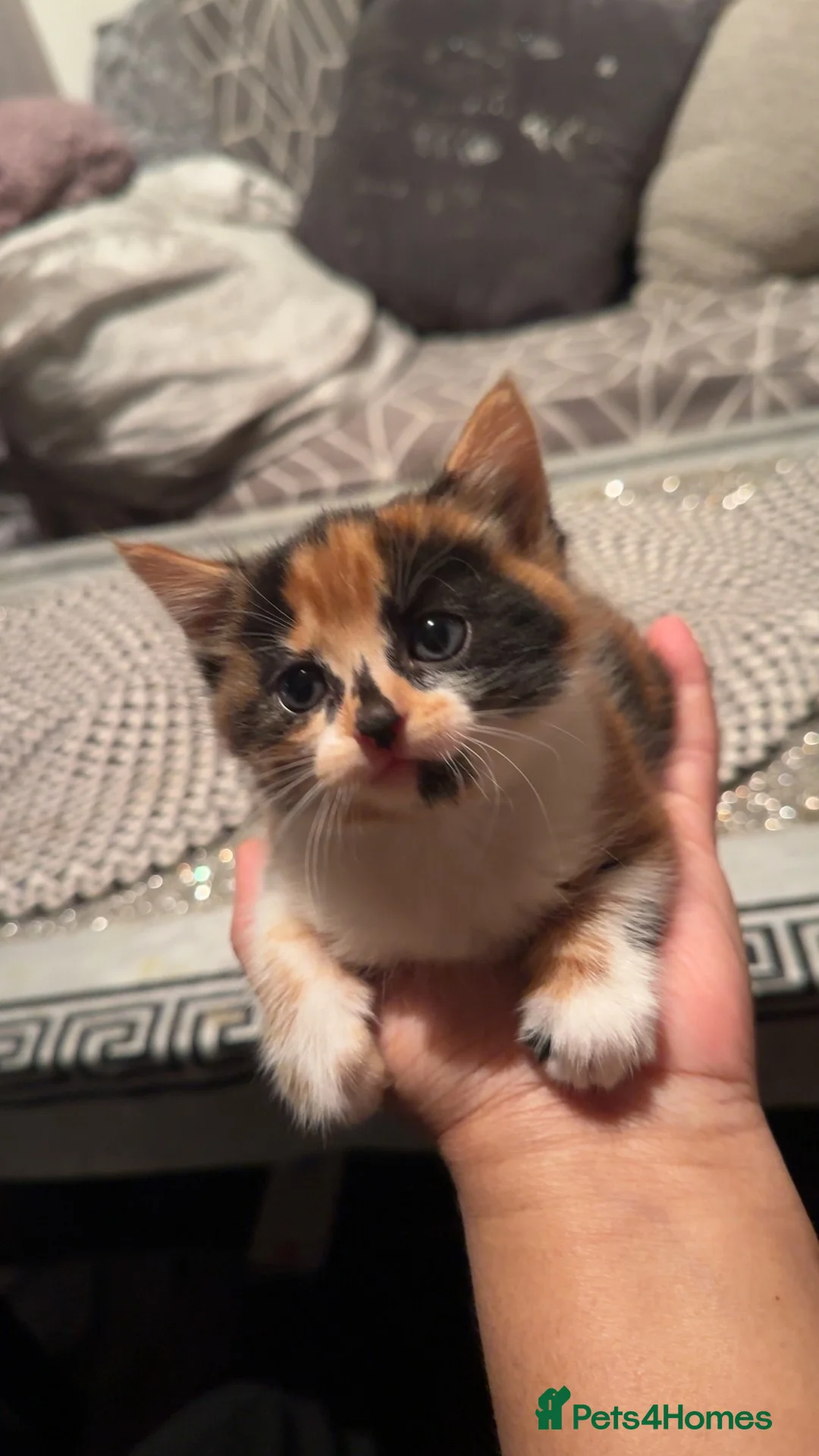 Domestic Shorthair cats for sale: 2 Lovely 7 week old Semi-Long haired girls - Advert 4