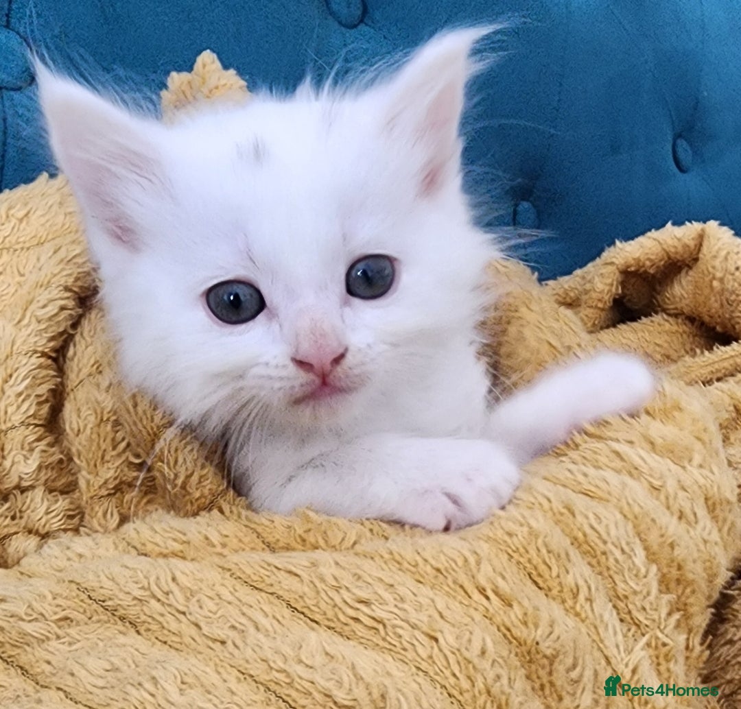 Bengal cats for sale: Adorable  kitten  - Image 5