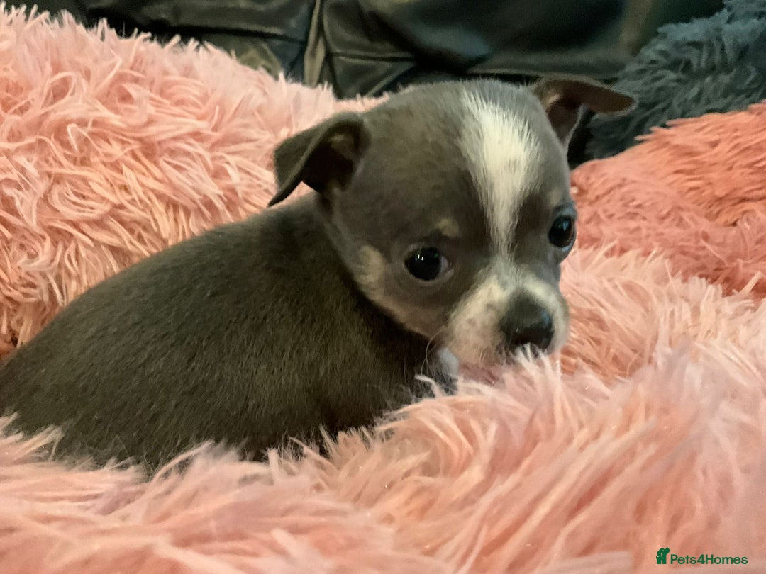 Chihuahua dogs for sale: Beautiful black & blue tri chihuahua puppies  - Advert 4